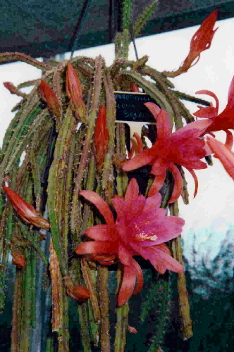aporophyllum elona bellami